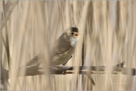 <p>RÁKOSNÍK OBECNÝ (Acrocephalus scirpaceus) /Eurasian reed warbler – Teichrohrsänger/</p>